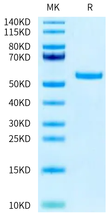 Biotinylated Human Peptide Ready HLA-A*24:02&B2M Monomer on Tris-Bis PAGE under reduced condition. The purity is greater than 95%.