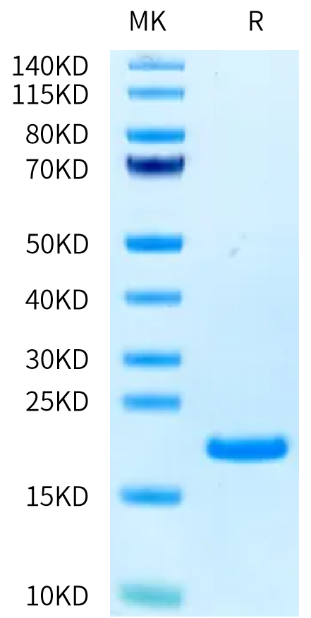 Human CD40 Ligand on Tris-Bis PAGE under reduced condition. The purity is greater than 95%.