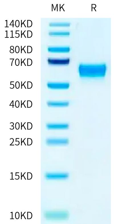 Biotinylated Mouse FcRn on Tris-Bis PAGE under reduced condition. The purity is greater than 95%.