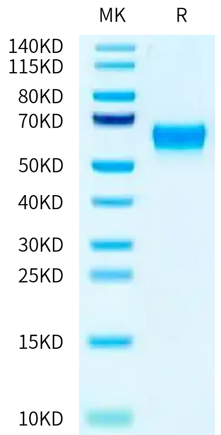 Biotinylated Mouse FcRn on Tris-Bis PAGE under reduced condition. The purity is greater than 95%.