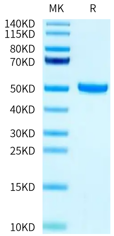 Biotinylated Human FcRn on Tris-Bis PAGE under reduced condition. The purity is greater than 95%.