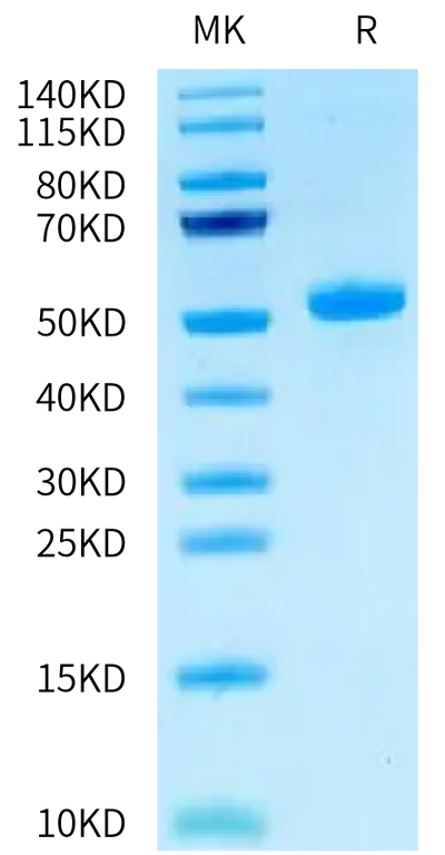 Human CEACAM-3 on Tris-Bis PAGE under reduced condition. The purity is greater than 95%.