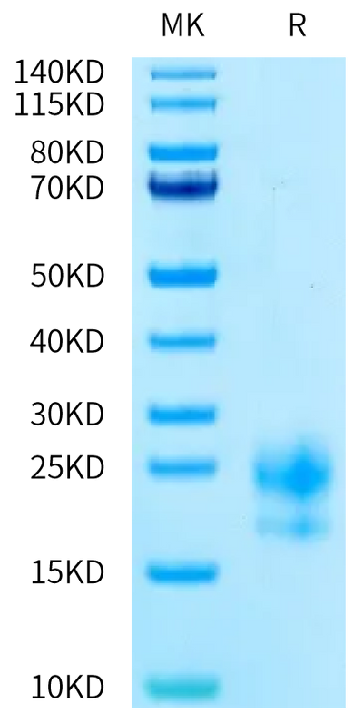 Human CEACAM-3 on Tris-Bis PAGE under reduced condition. The purity is greater than 95%.