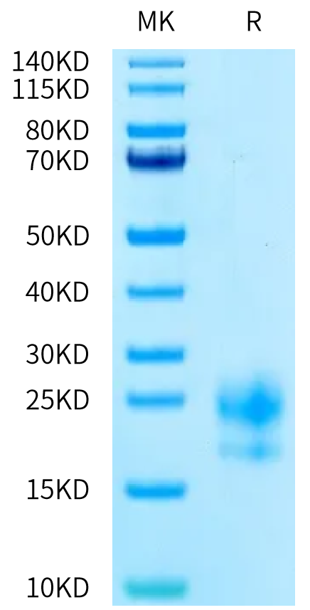 Human CEACAM-3 on Tris-Bis PAGE under reduced condition. The purity is greater than 95%.