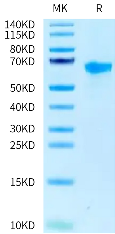 RSV (A) Pre-fusion glycoprotein F0 on Tris-Bis PAGE under reduced condition. The purity is greater than 95%.