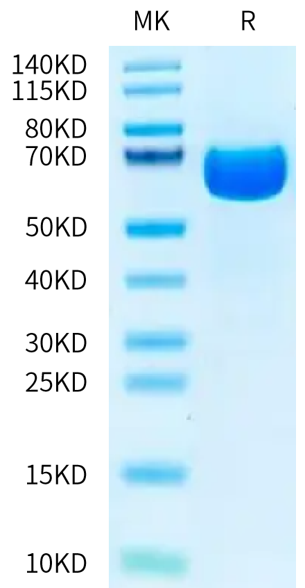 Biotinylated Cynomolgus EPHA2 on Tris-Bis PAGE under reduced condition. The purity is greater than 95%.