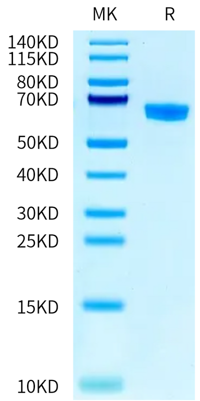 RSV (B) Pre-fusion glycoprotein F0 on Tris-Bis PAGE under reduced condition. The purity is greater than 95%.