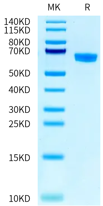 RSV (B) Pre-fusion glycoprotein F0 on Tris-Bis PAGE under reduced condition. The purity is greater than 95%.