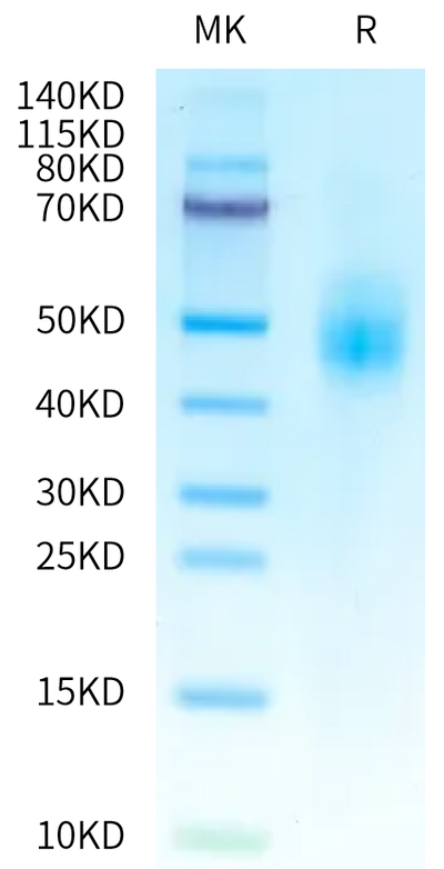 Biotinylated Cynomolgus IL-10 R alpha on Tris-Bis PAGE under reduced condition. The purity is greater than 95%.