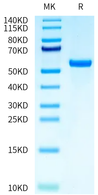 Human HLA-A*02:01&B2M&MAGE-A10 (GLYDGMEHL) Monomer on Tris-Bis PAGE under reduced condition. The purity is greater than 95%.