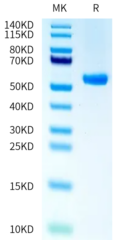 Biotinylated Human HLA-A*02:01&B2M&MAGE-A10 (GLYDGMEHL) Monomer on Tris-Bis PAGE under reduced condition. The purity is greater than 95%.