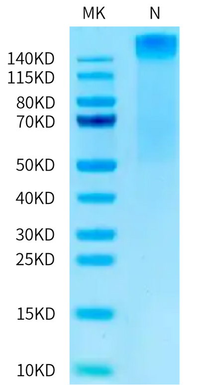 Human HLA-A*02:01&B2M&MAGE-A10 (GLYDGMEHL) Tetramer on Tris-Bis PAGE under Non reducing (N) condition. The purity is greater than 95%.