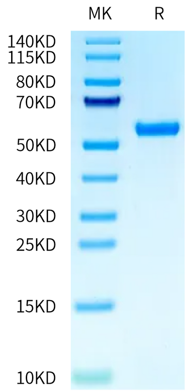 Human HLA-A*02:01&B2M&CMV pp65 (NLVPMVATV) Monomer on Tris-Bis PAGE under reduced condition. The purity is greater than 95%.