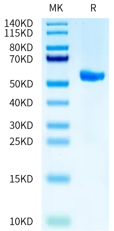 Biotinylated Human HLA-A*02:01&B2M&CMV pp65 (NLVPMVATV) Monomer on Tris-Bis PAGE under reduced condition. The purity is greater than 95%.