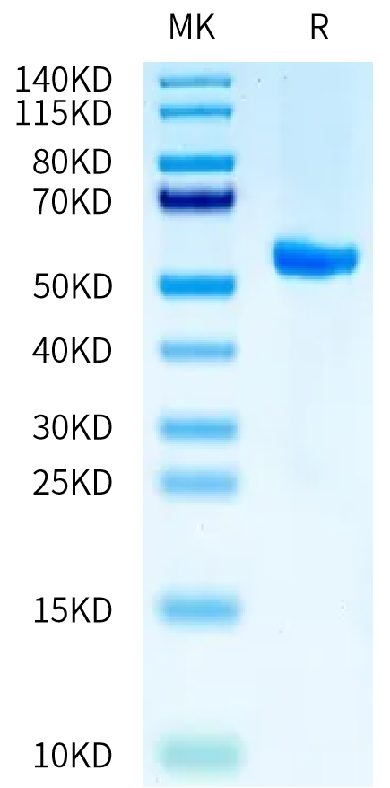 Biotinylated Human HLA-A*02:01&B2M&CMV pp65 (NLVPMVATV) Monomer on Tris-Bis PAGE under reduced condition. The purity is greater than 95%.