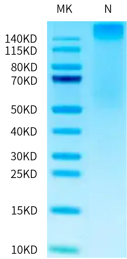 Human HLA-A*02:01&B2M&CMV pp65 (NLVPMVATV) Tetramer on Tris-Bis PAGE under under Non reducing (N) condition. The purity is greater than 95%.