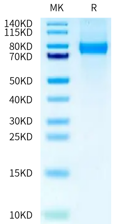 Biotinylated Cynomolgus Siglec-10 on Tris-Bis PAGE under reduced condition. The purity is greater than 95%.