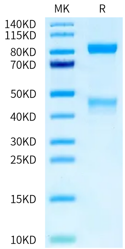 Mouse HGF R on Tris-Bis PAGE under reduced condition. The purity is greater than 95%.