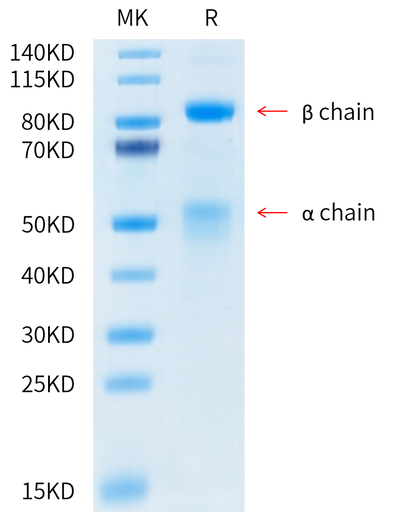 Human HGF R on Tris-Bis PAGE under reduced condition. The purity is greater than 95%.