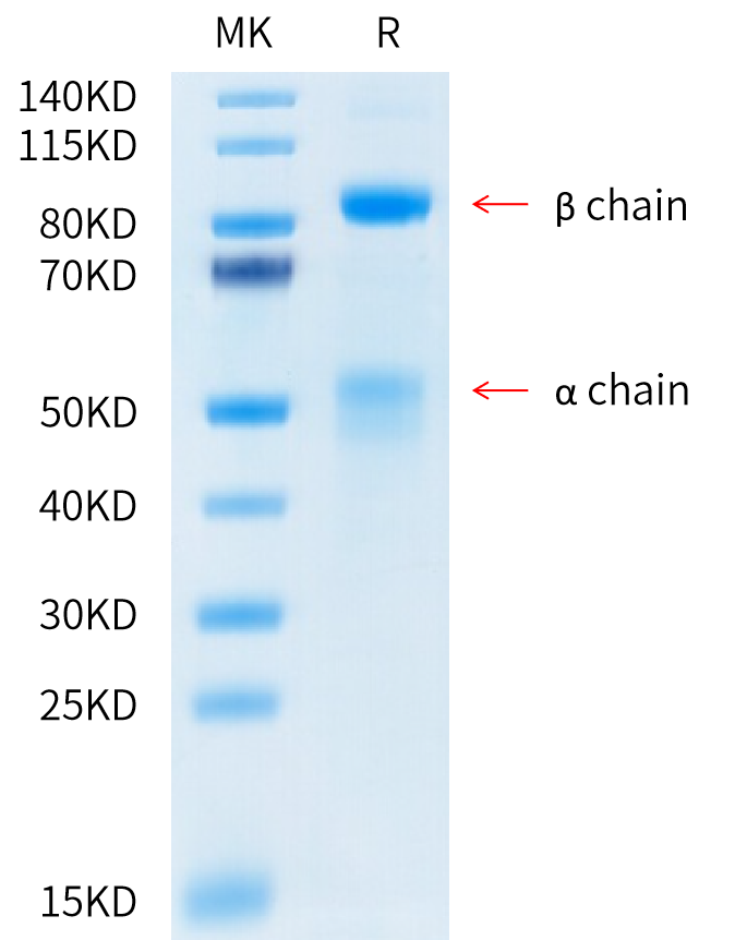 Human HGF R on Tris-Bis PAGE under reduced condition. The purity is greater than 95%.