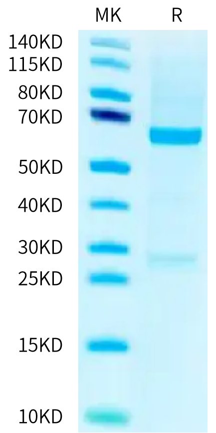 Human ROR1 on Tris-Bis PAGE under reduced condition. The purity is greater than 95%.