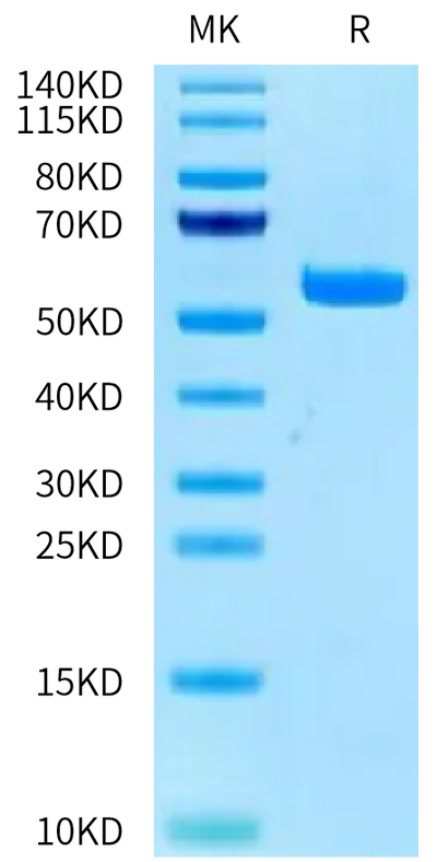 Human HLA-A*03:01&B2M&KRAS G12V (VVGAVGVGK) Monomer on Tris-Bis PAGE under reduced condition. The purity is greater than 95%.