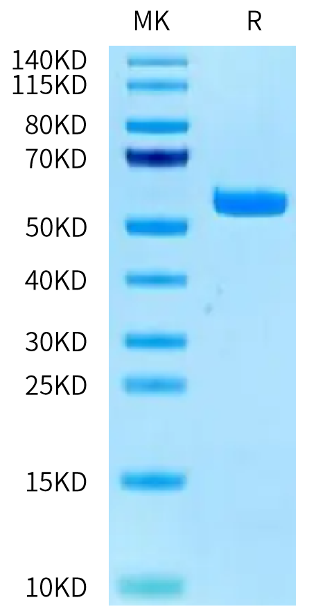 Human HLA-A*03:01&B2M&KRAS G12V (VVGAVGVGK) Monomer on Tris-Bis PAGE under reduced condition. The purity is greater than 95%.