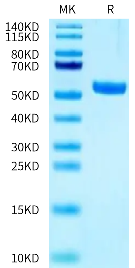 Biotinylated Human HLA-A*02:01&B2M&MAGE-A3 (KVAELVHFL) Monomer on Tris-Bis PAGE under reduced condition. The purity is greater than 95%.