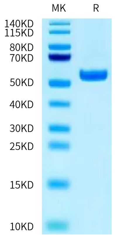 Biotinylated Human HLA-A*02:01&B2M&MAGE-A2 (KMVELVHFL) Monomer on Tris-Bis PAGE under reduced condition. The purity is greater than 95%.