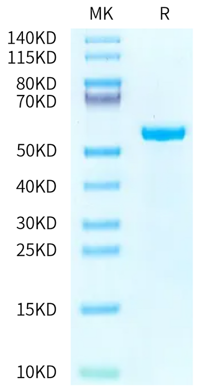 Human Peptide Ready HLA-B*07:02&B2M Monomer on Tris-Bis PAGE under reduced condition. The purity is greater than 95%.