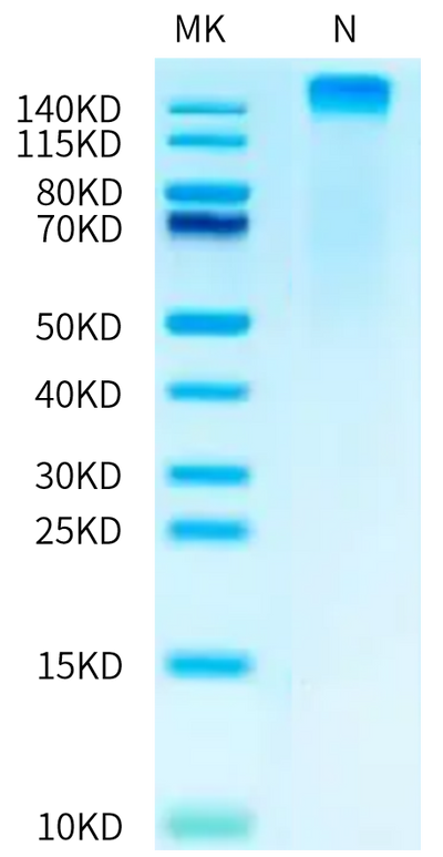 Human HLA-A*11:01&B2M&KRAS G12V (VVGAVGVGK) Tetramer on Tris-Bis PAGE under Non reducing (N) condition. The purity is greater than 95%.