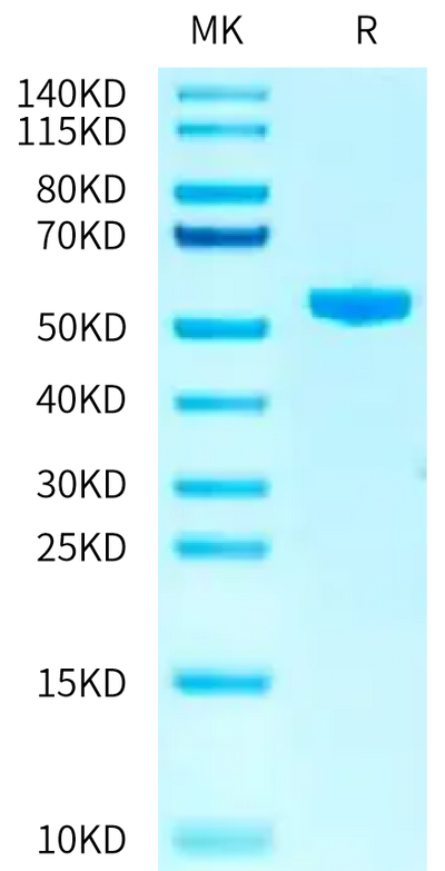 Biotinylated Human HLA-A*03:01&B2M&KRAS G12V (VVGAVGVGK) Monomer on Tris-Bis PAGE under reduced condition. The purity is greater than 95%.