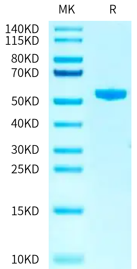 Biotinylated Human HLA-A*03:01&B2M&KRAS G12V (VVGAVGVGK) Monomer on Tris-Bis PAGE under reduced condition. The purity is greater than 95%.