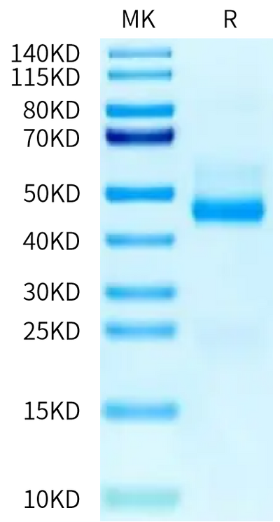 RSV (B) Post-fusion glycoprotein F0 on Tris-Bis PAGE under reduced condition. The purity is greater than 95%.