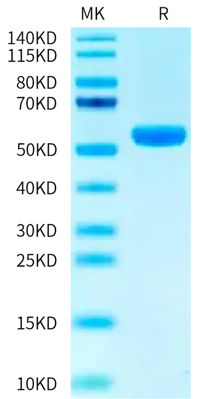 Biotinylated Human HLA-A*02:01&B2M&PRAME (ALYVDSLFFL) Monomer on Tris-Bis PAGE under reduced condition. The purity is greater than 95%.