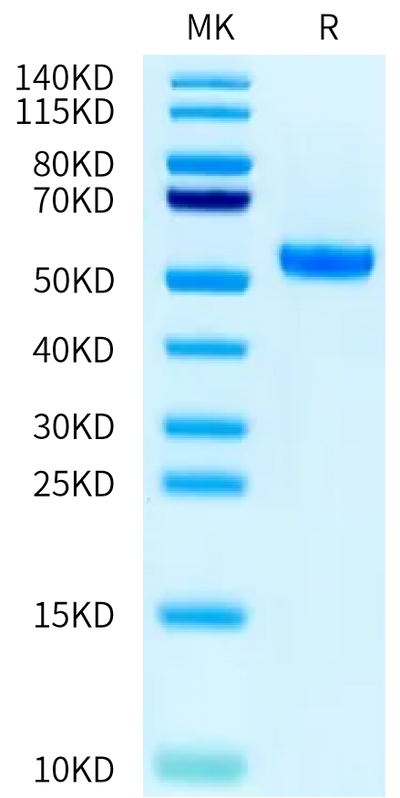 Human HLA-A*03:01&B2M&gp100 (ALLAVGATK) Monomer on Tris-Bis PAGE under reduced condition. The purity is greater than 95%.