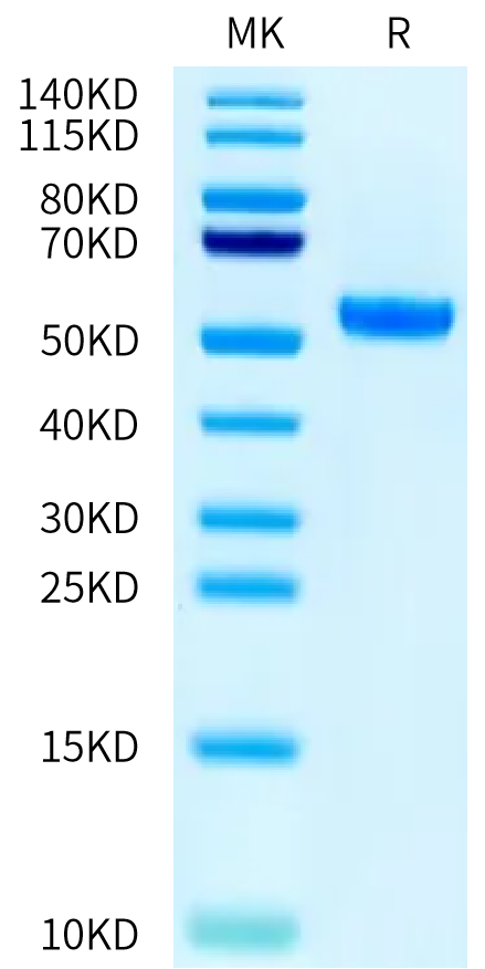 Human HLA-A*03:01&B2M&gp100 (ALLAVGATK) Monomer on Tris-Bis PAGE under reduced condition. The purity is greater than 95%.