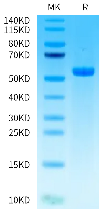 Biotinylated Human HLA-A*03:01&B2M&gp100 (ALLAVGATK) Monomer on Tris-Bis PAGE under reduced condition. The purity is greater than 95%.