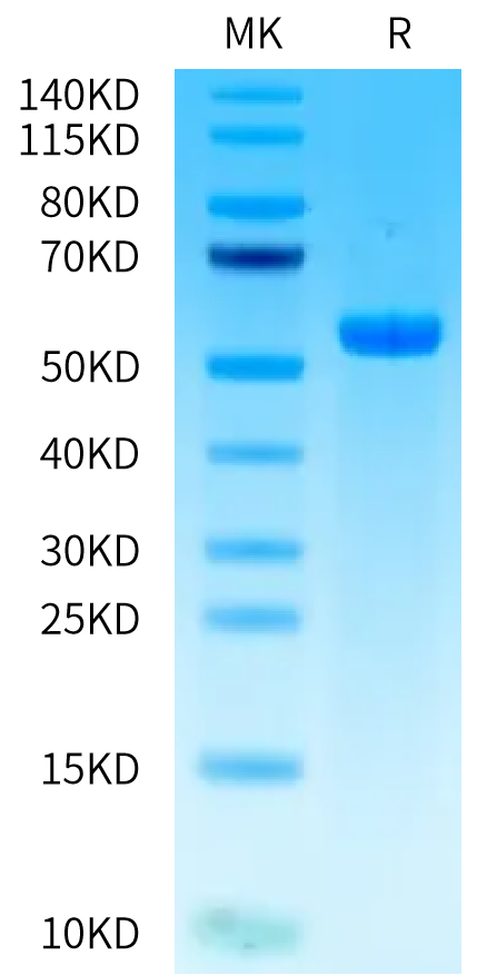 Biotinylated Human HLA-A*03:01&B2M&gp100 (ALLAVGATK) Monomer on Tris-Bis PAGE under reduced condition. The purity is greater than 95%.