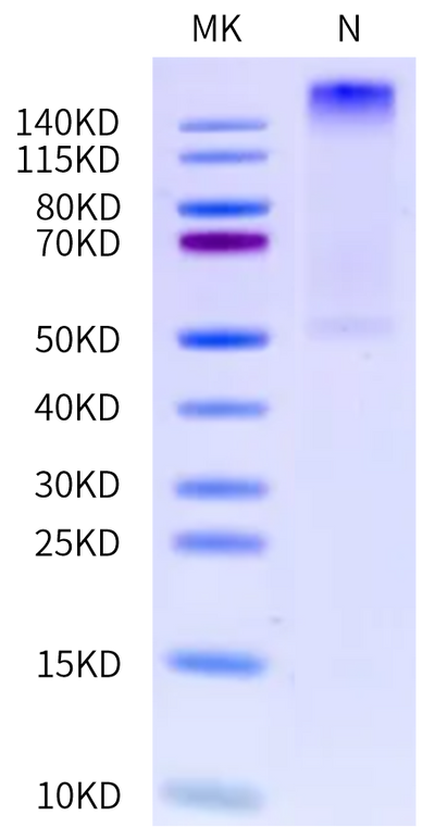 Human HLA-A*03:01&B2M&gp100 (ALLAVGATK) Tetramer on Tris-Bis PAGE under Non reducing (N) condition. The purity is greater than 95%.