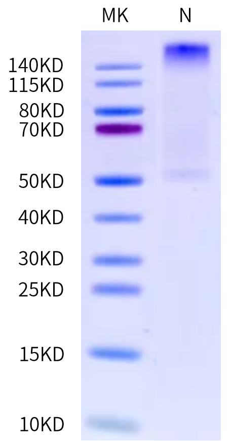 Human HLA-A*03:01&B2M&gp100 (ALLAVGATK) Tetramer on Tris-Bis PAGE under Non reducing (N) condition. The purity is greater than 95%.