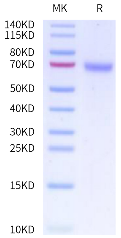 Human CD48 on Tris-Bis PAGE under reduced condition. The purity is greater than 95%.