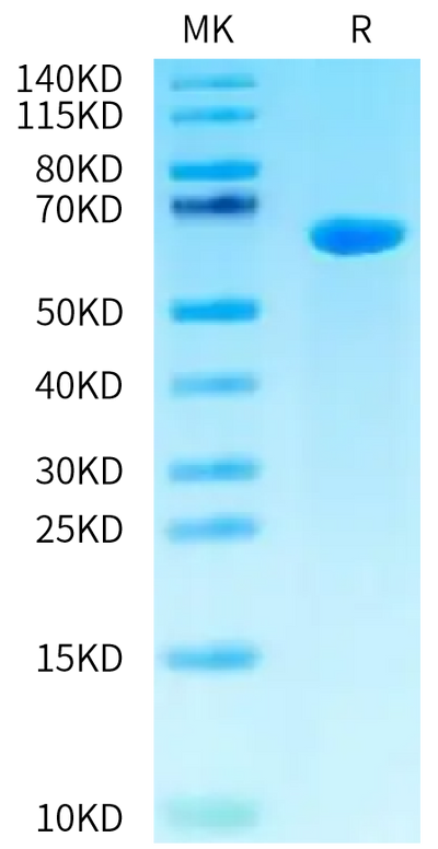 Biotinylated Cynomolgus ALPP on Tris-Bis PAGE under reduced condition. The purity is greater than 95%.