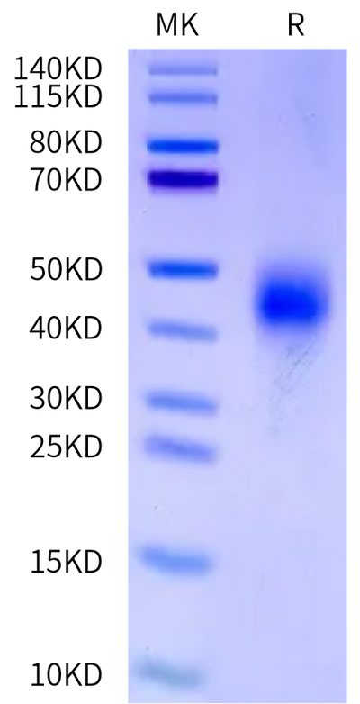 Biotinylated Mouse Fc gamma RIII on Tris-Bis PAGE under reduced condition. The purity is greater than 95%.