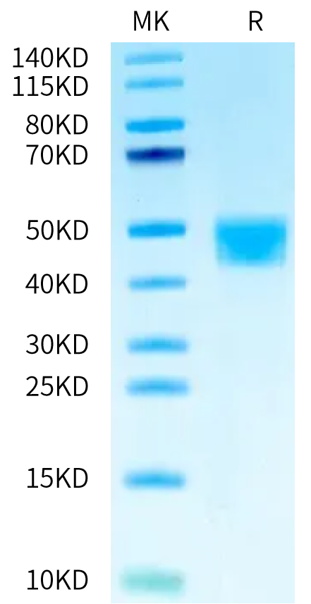 Cynomolgus MSLN on Tris-Bis PAGE under reduced condition. The purity is greater than 95%.