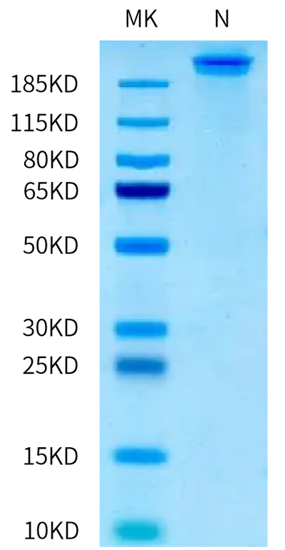 Human HLA-A*11:01&B2M&HPV16 E7 (IVCPICSQK) Tetramer Protein on Tris-Bis PAGE under Non reducing (N) condition. The purity is greater than 95%.