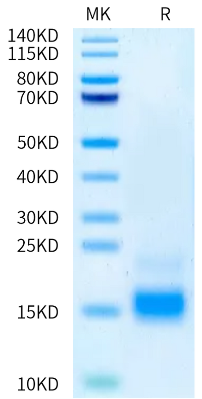 Human Beta-NGF on Tris-Bis PAGE under reduced condition. The purity is greater than 95%.