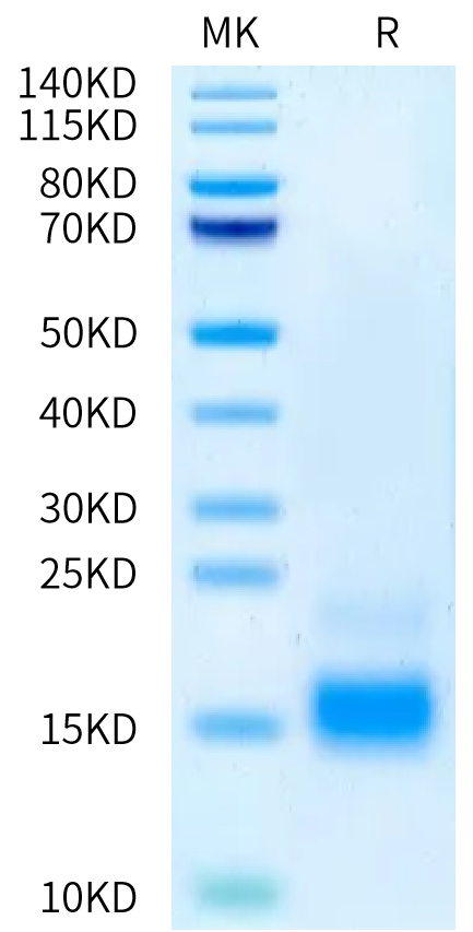 Human Beta-NGF on Tris-Bis PAGE under reduced condition. The purity is greater than 95%.