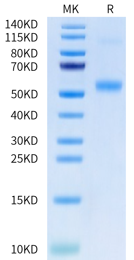 Human Galectin 9 on Tris-Bis PAGE under reduced condition. The purity is greater than 95%.