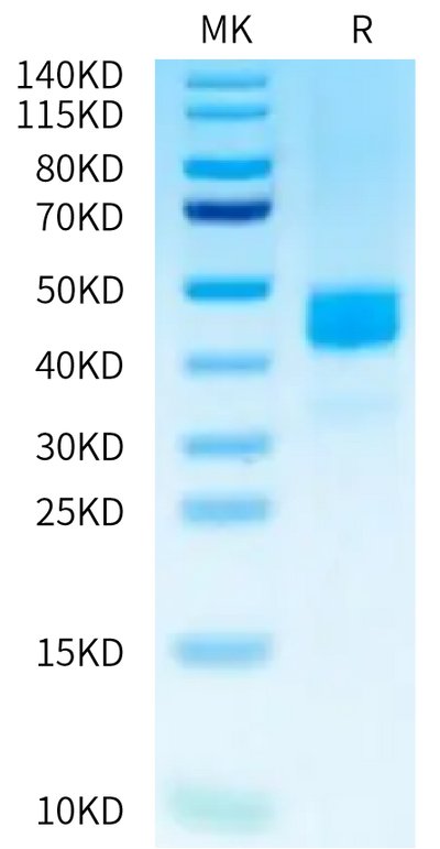 Human CD229 on Tris-Bis PAGE under reduced condition. The purity is greater than 95%.